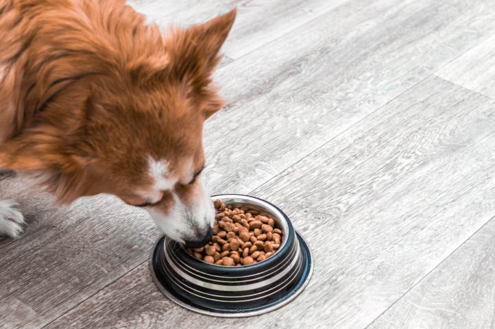 6 Tips to Help Your Dog Gain Weight